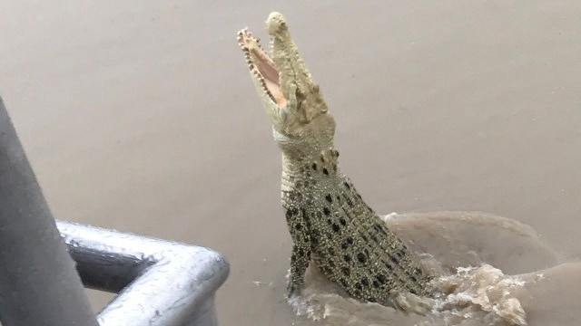 An albino crocodile jumps out of the water toward a piece of meat on a stick.