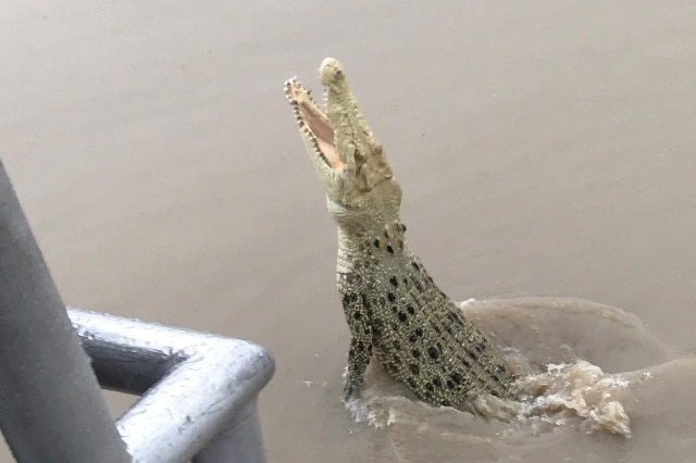 An albino crocodile jumps out of the water toward a piece of meat on a stick.