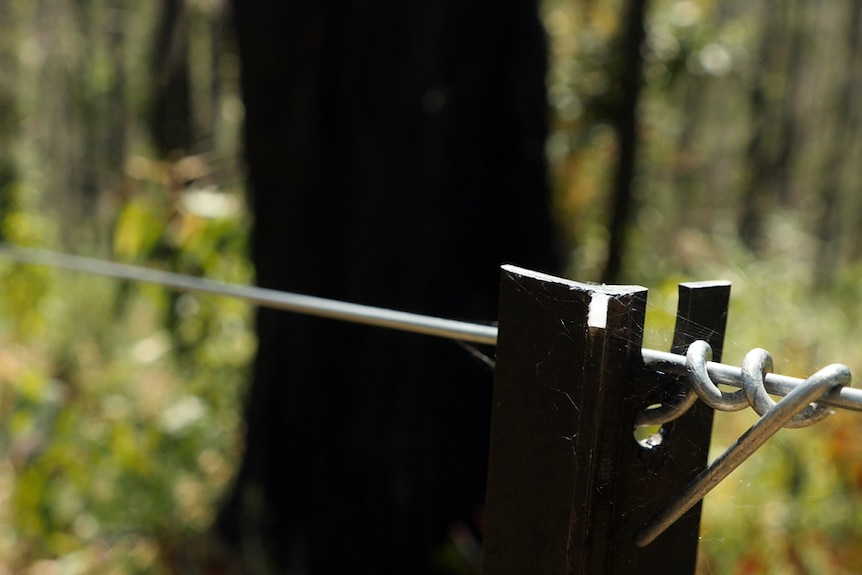 A fence built through burnt bushland.