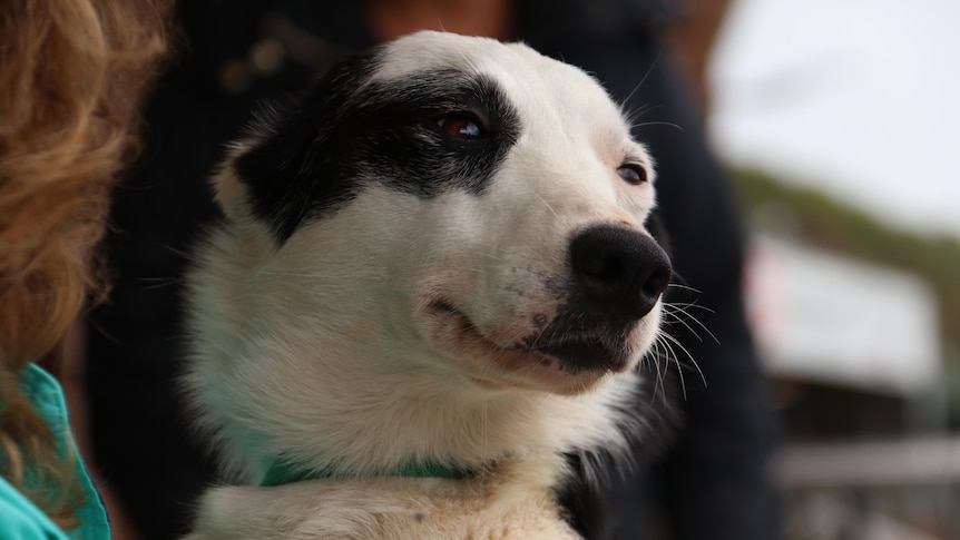 close up of a dog's face