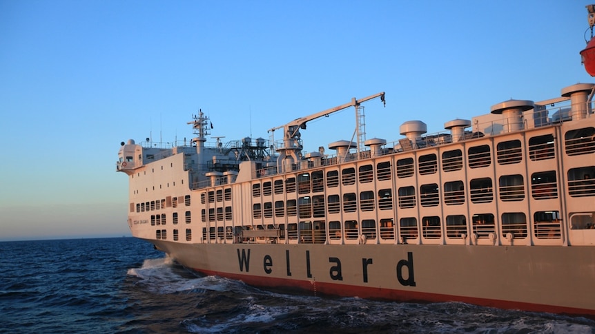 Wellard's Ocean Swagman vessel at sea.