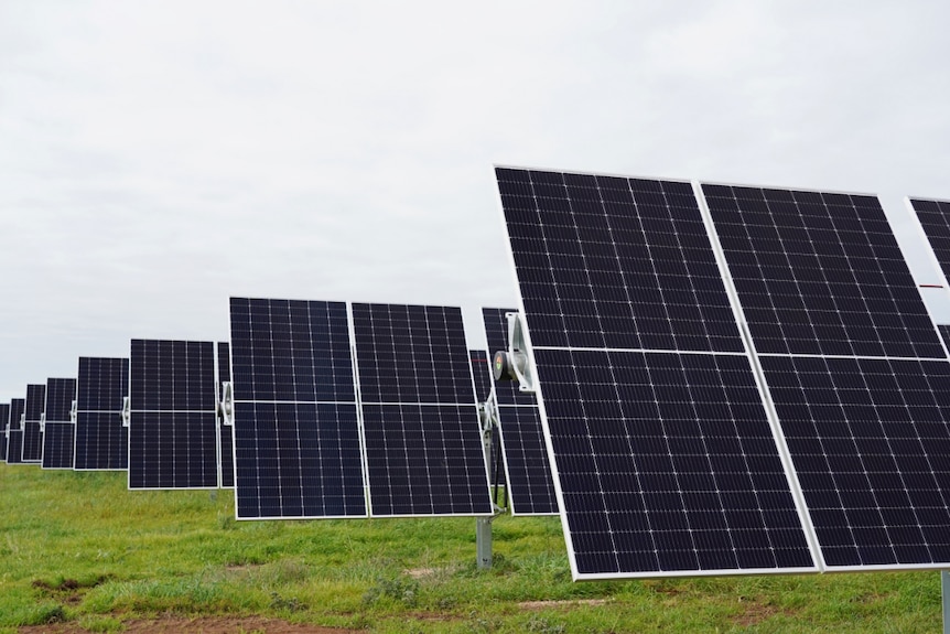 rows of black solar panels on green grass