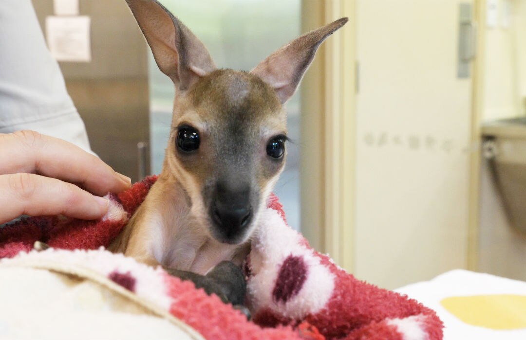A kangaroo joey being held by a vet nurse.