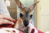 A kangaroo joey being held by a vet nurse.