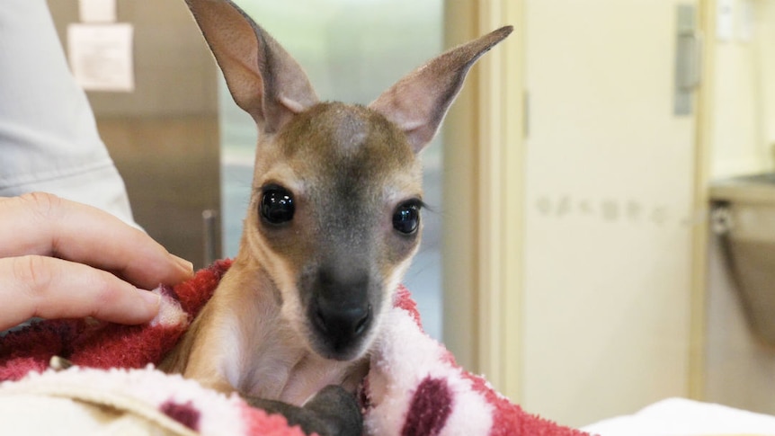 A kangaroo joey being held by a vet nurse.