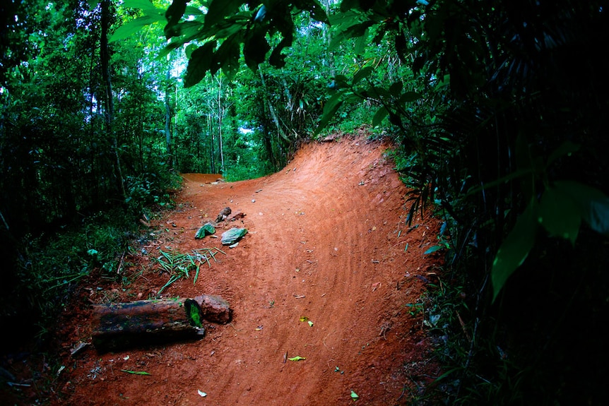 A dirt track cutting through the green rainforest