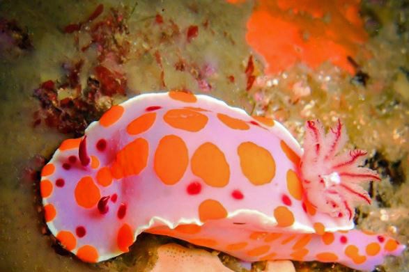 Nudibranch Tasmania