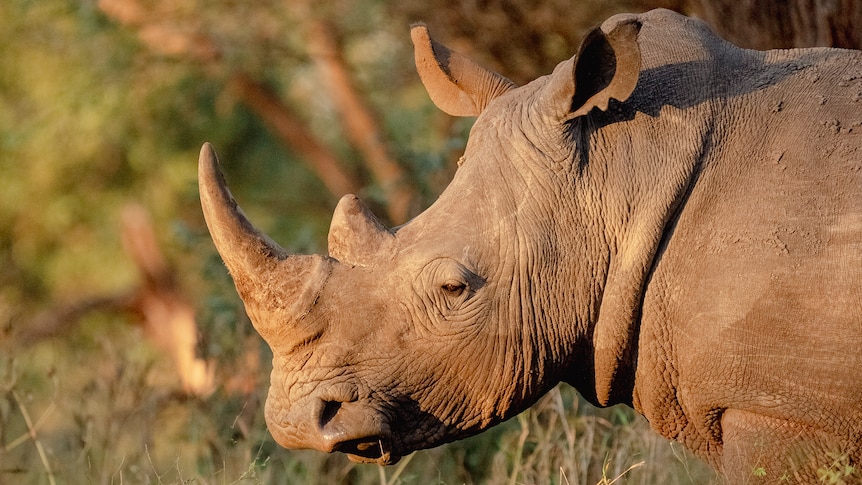 A rhino in Malilangwe conservancy.