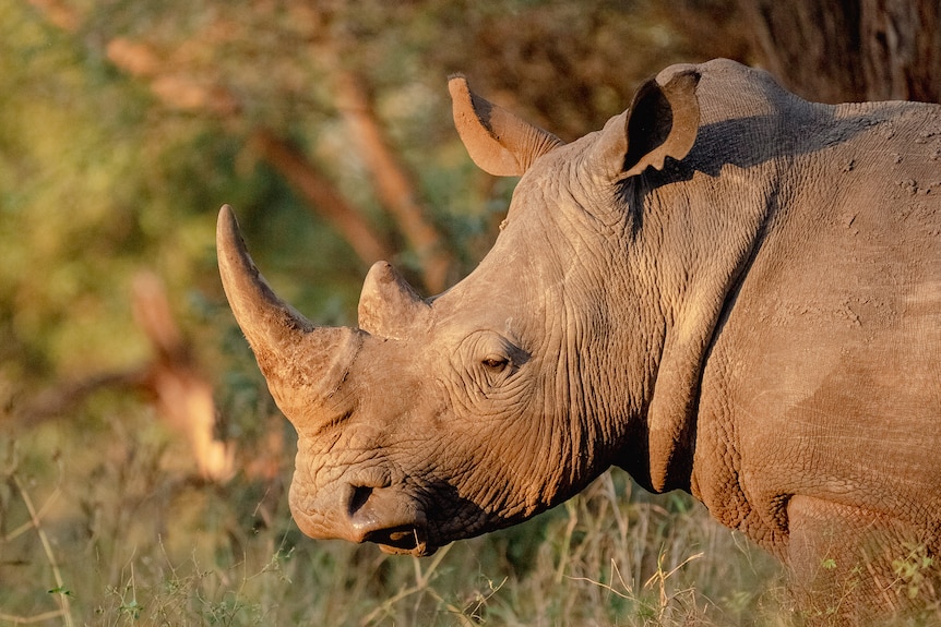 A rhino in Malilangwe conservancy.