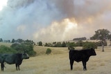 Smoke from the Dereel fires in western Victoria rises over a paddock.