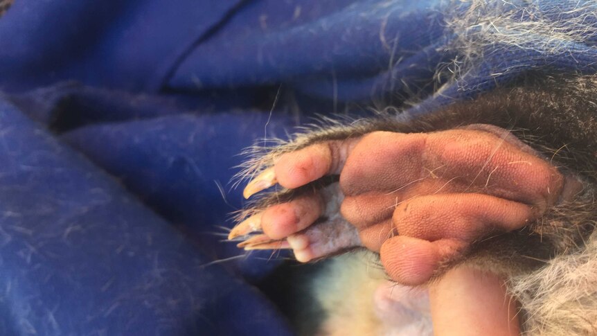 The pink, fleshy underside of an animal's foot, featuring long toes and sharp claws, surrounded by fur.