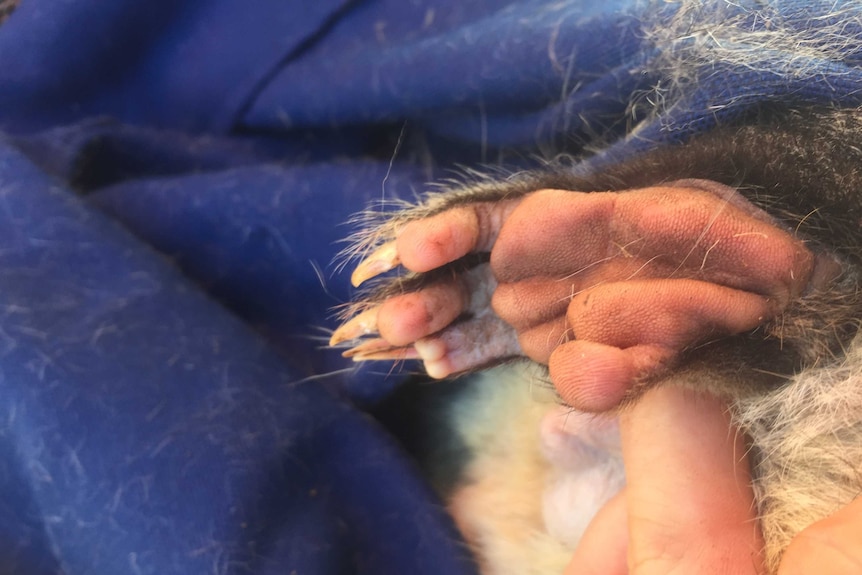 The pink, fleshy underside of an animal's foot, featuring long toes and sharp claws, surrounded by fur.