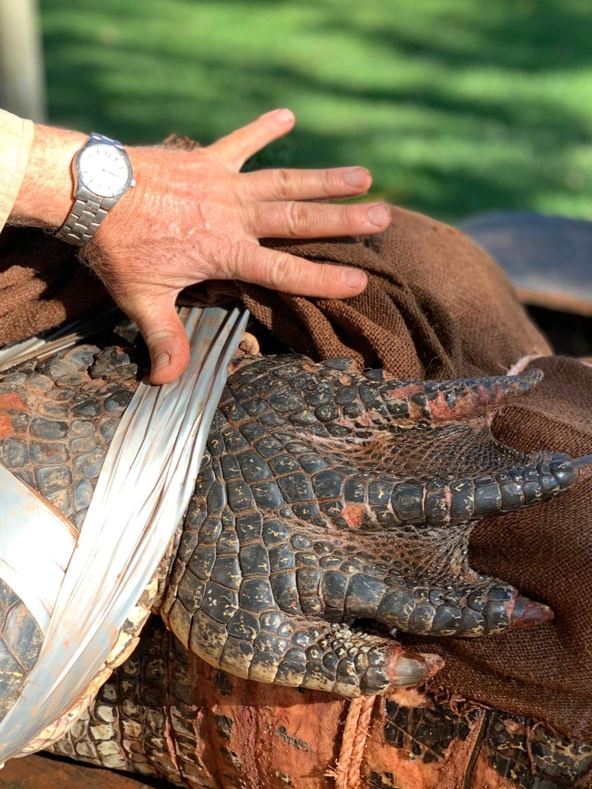 A ranger holds his hand up to a crocodile's to compare size