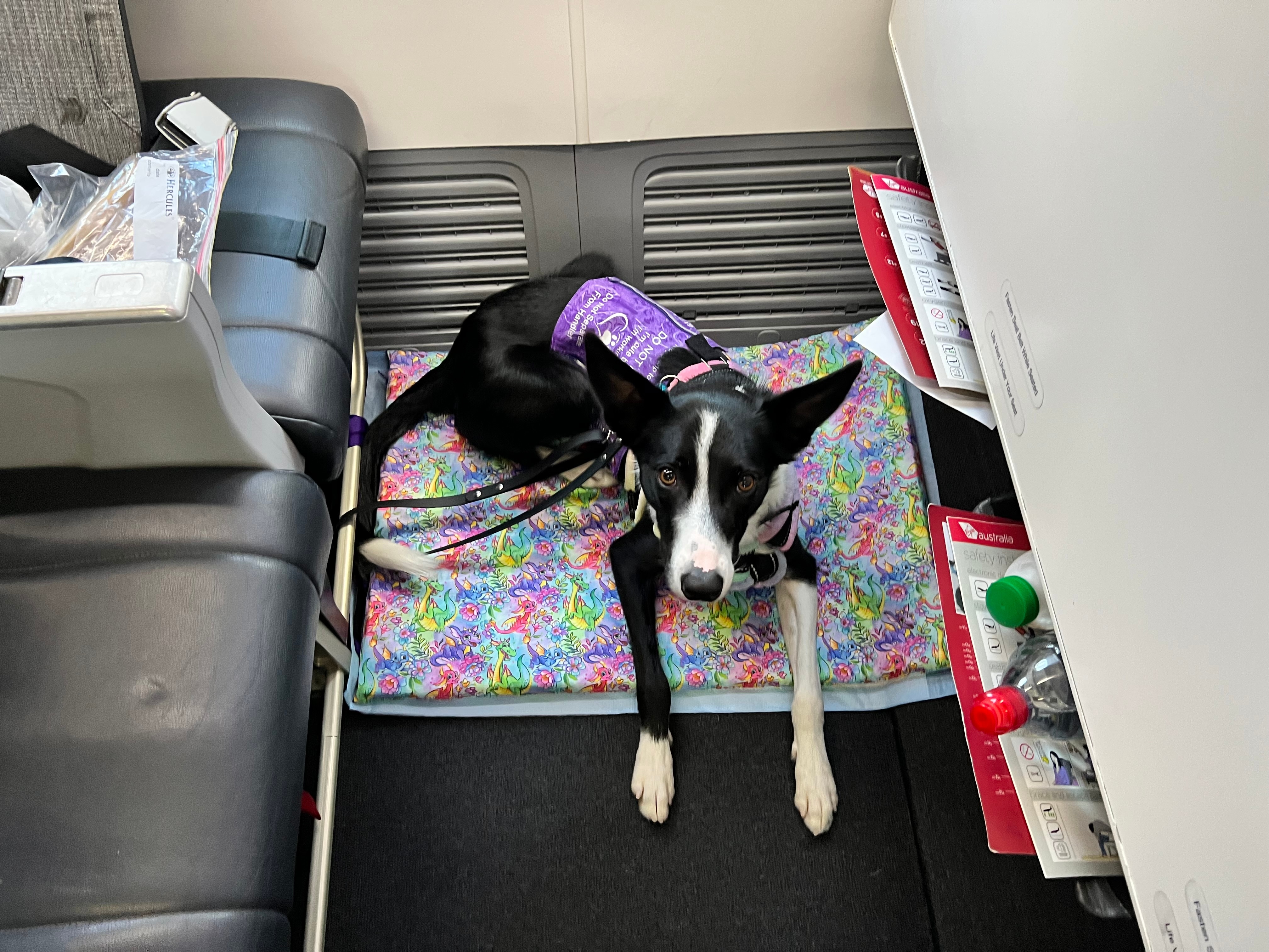 Qantas taken to Federal Court after refusing to let assistance dog on