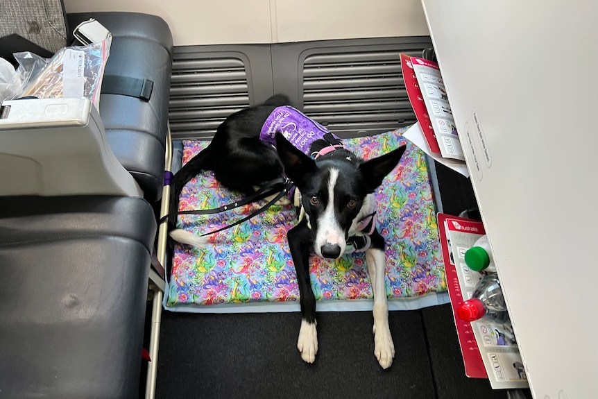 A border collie service dog lying on the ground next to an airplane seat