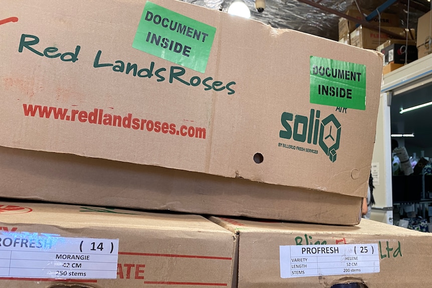 Roses in boxes 