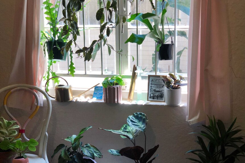At least five houseplants are seen next to an open window with bars on it.