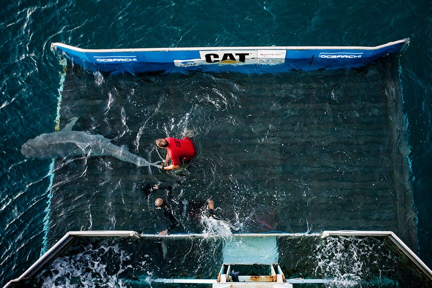 Ocearch shark tagging Ningaloo