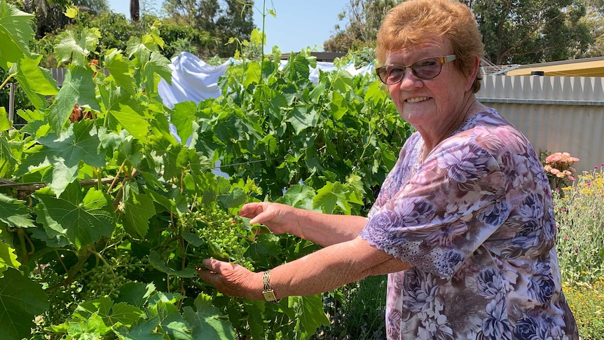 Older woman tends to her vegetable garden