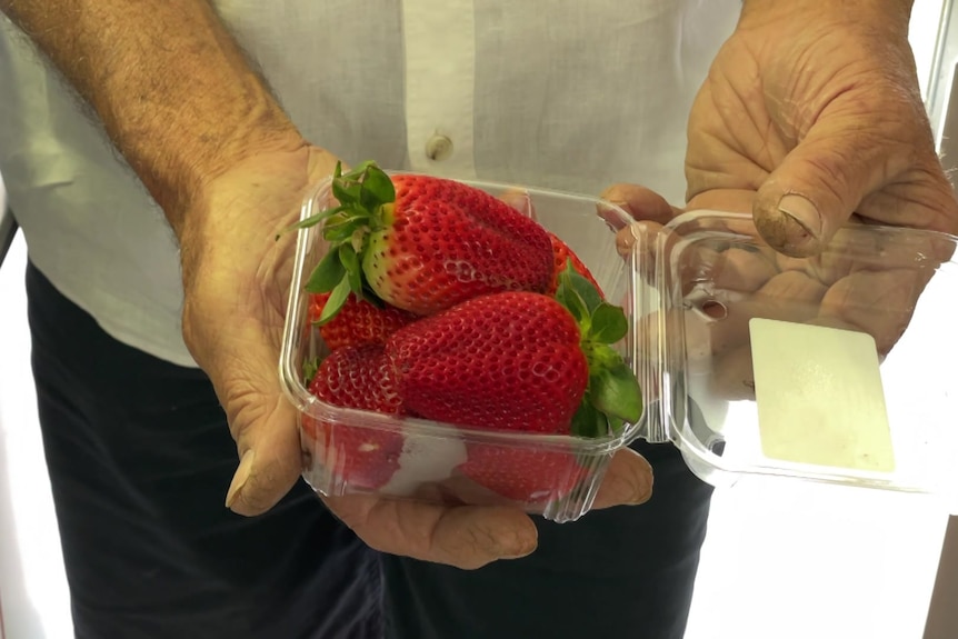 Close up of middle-aged hands of Trevor hold a punnet of big ripe red strawberries.