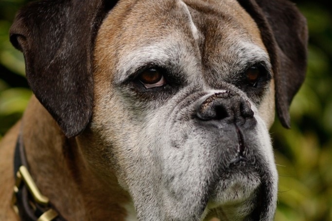 Boxer dog 