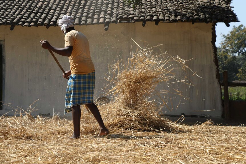 A man making hay in the village of Sahli, in the Indian state of Chattisgarh.