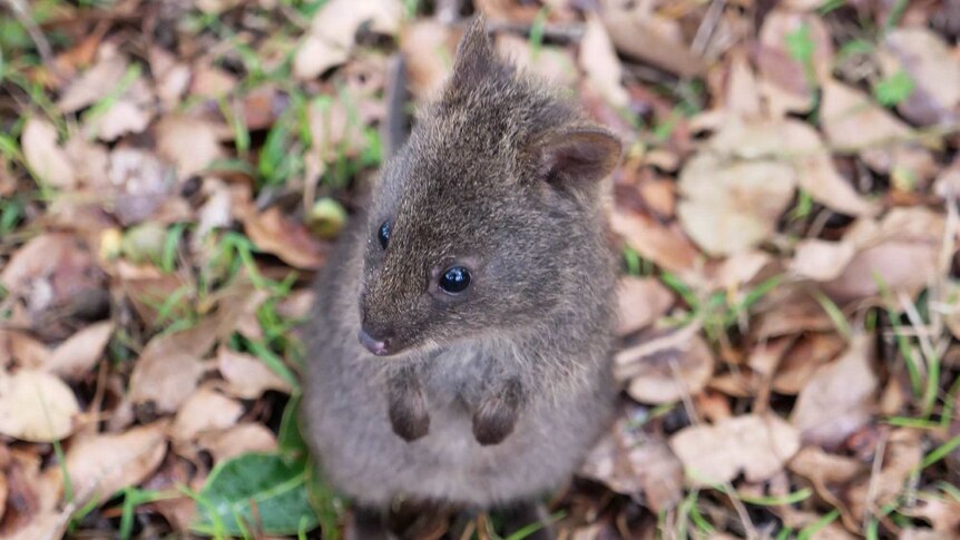 A close up of a baby quokka standing on its hind legs outside on leaves and grass.