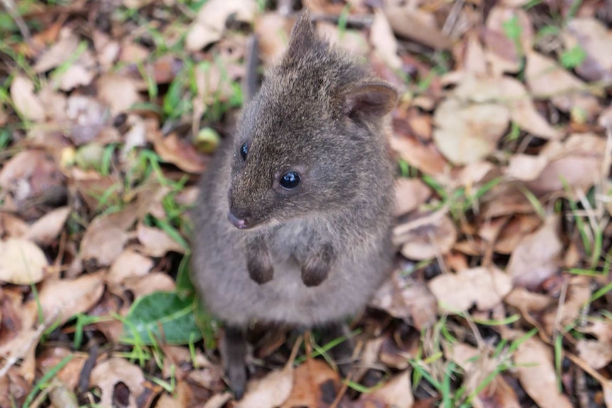 A close up of a baby quokka standing on its hind legs outside on leaves and grass.