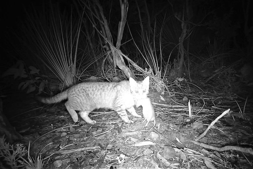 A black and white, night vision photograph of a cat with a small, dead animal in its mouth. The cat looks caught out. 