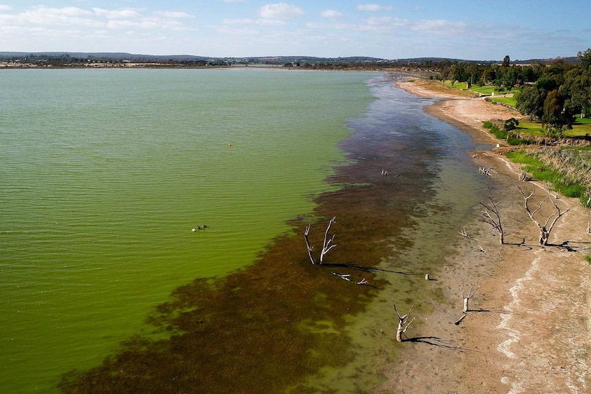 Aerial view of the shores of Lake Wyangan showing green water, weeds and dead trees.