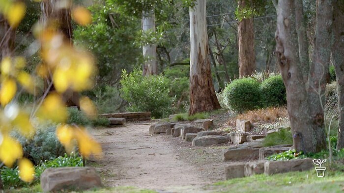 A crushed rock path through a garden filled with large rocks and tall eucalypt trees