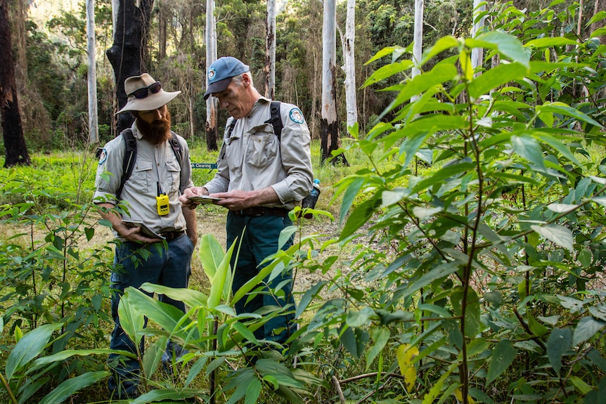 Two men inspecting overgrown vegetation.