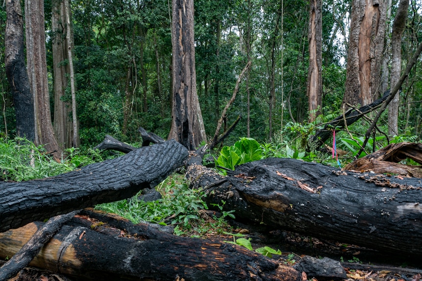 Large trunks of trees burnt by a bushfire lie on the ground with unburnt forest in the background