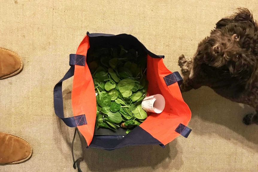 Spinach leaves in reusable bag representing our reporter's attempt to go one week without plastic.