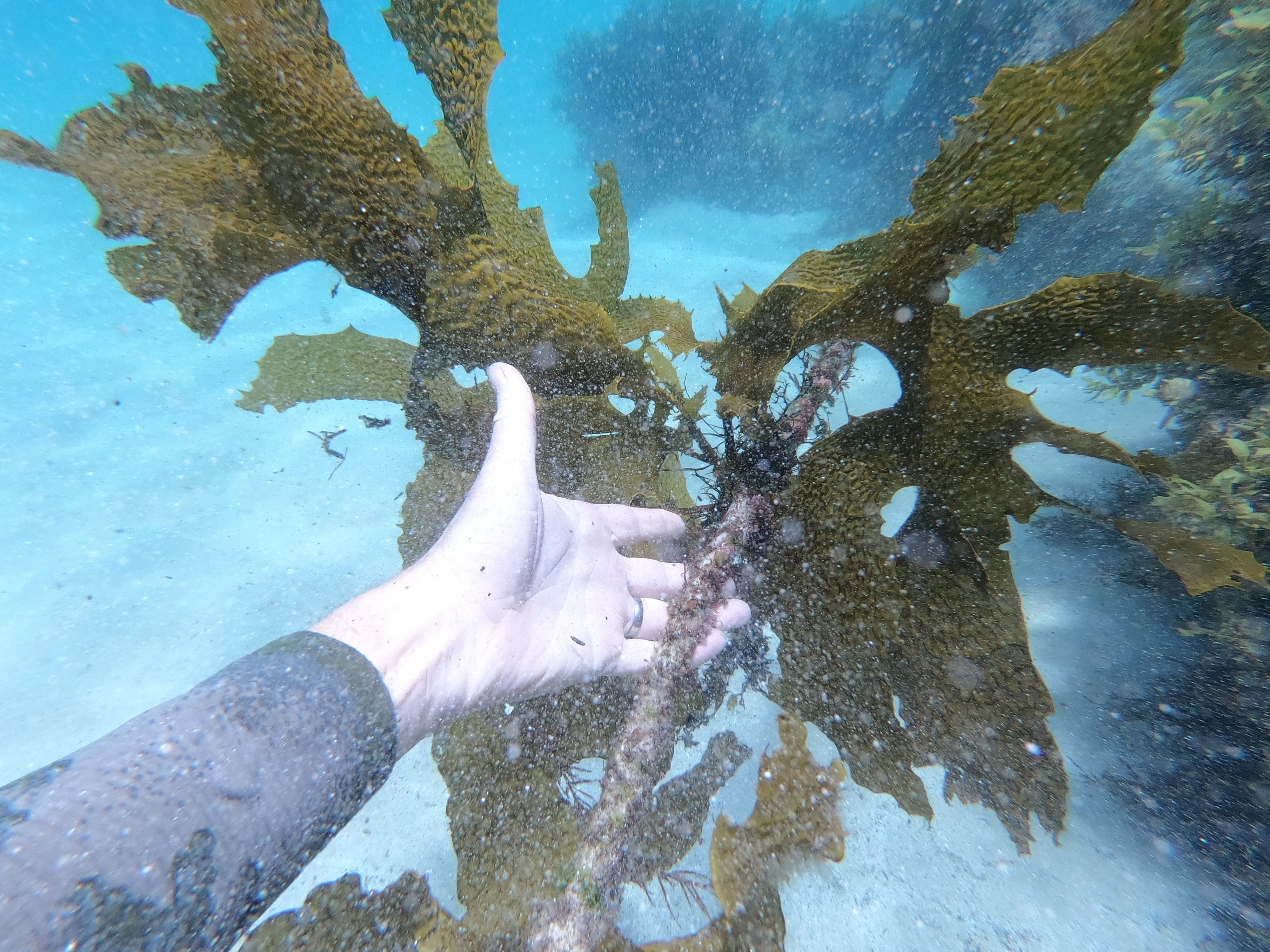 A person's hand holds kelp underwater