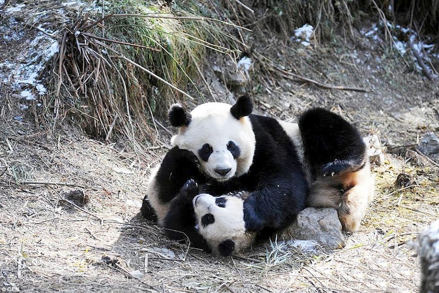 A baby panda and its mum take part in wilderness training in China.