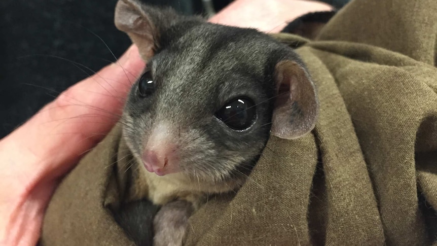 A tiny male Leadbeater's possum is wrapped up before being examined by staff at the Healesville Sanctuary.