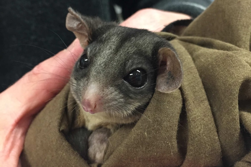 A tiny male Leadbeater's possum is wrapped up before being examined by staff at the Healesville Sanctuary.