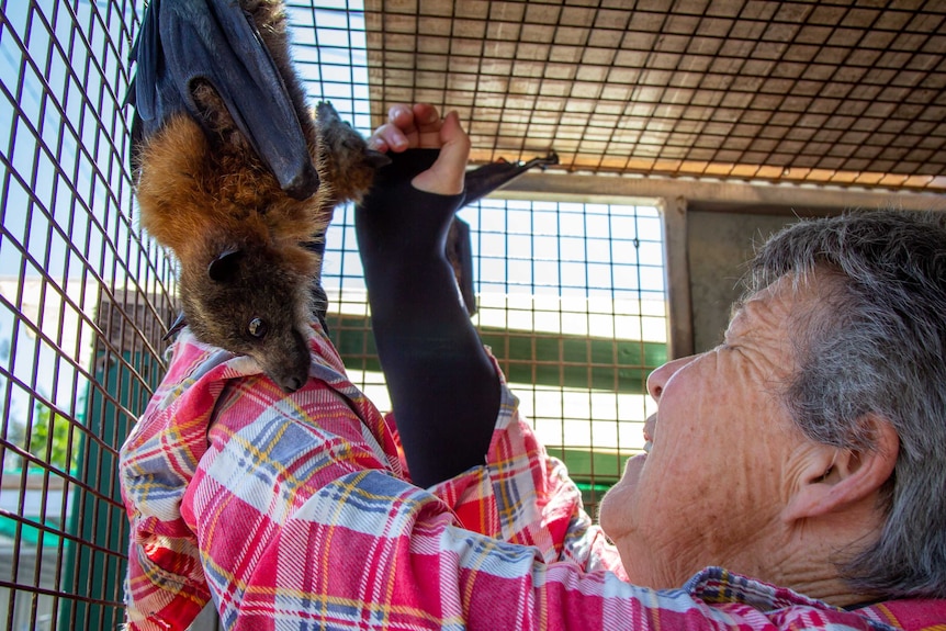 A woman in a flannelette shirt strokes a bat hanging from the ceiling of a cage.