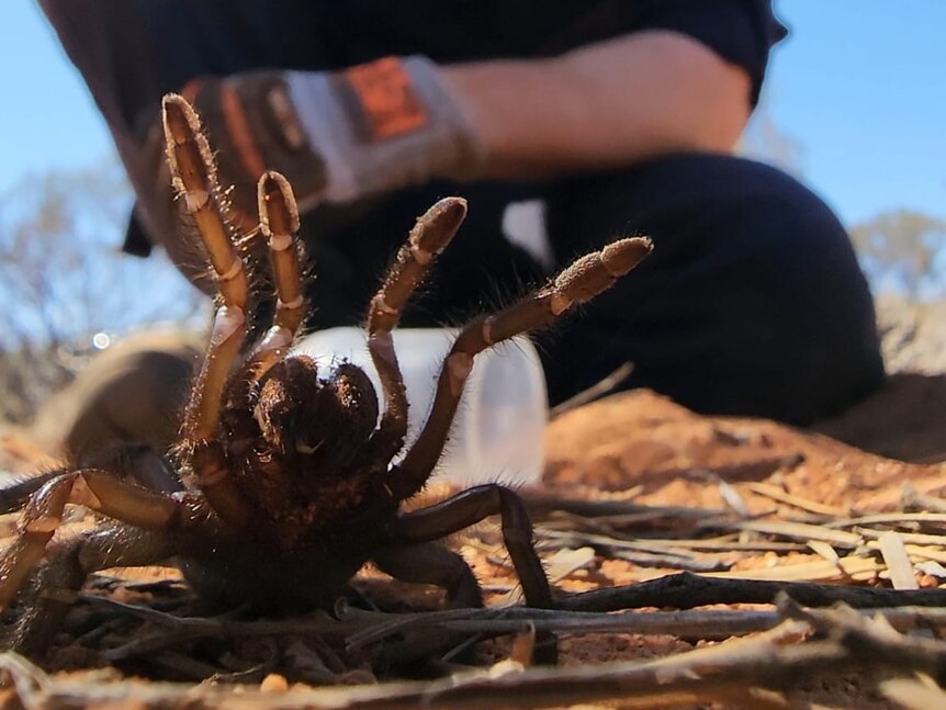 Close up of an angry spider lifting its front leg; scientist in the background.