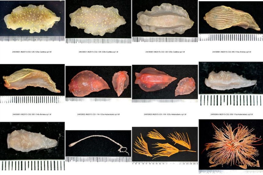 12 transluscent crustaceans are displayed next to measuring tape in a grid.