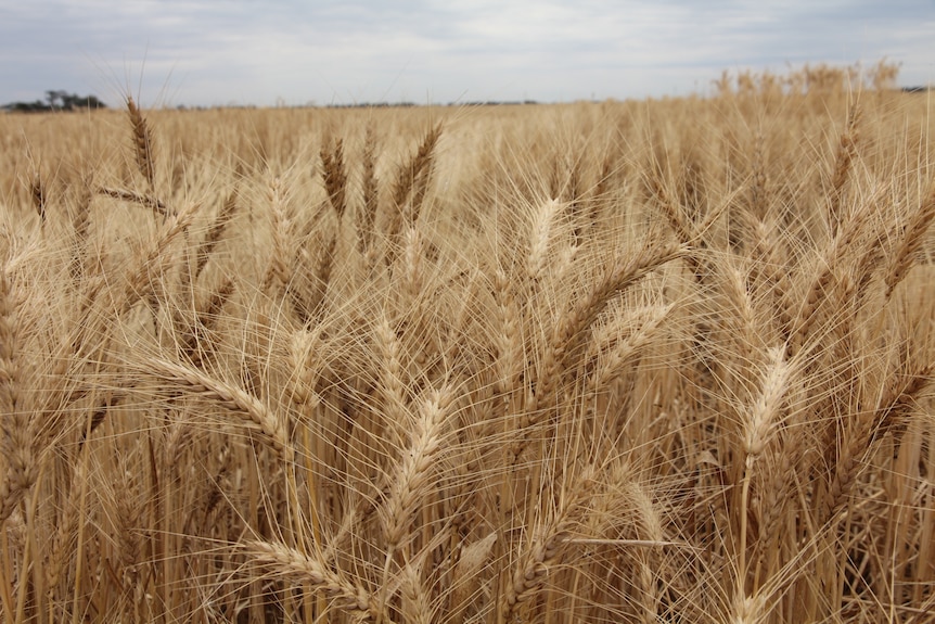 Heads of golden wheat standing in a paddock.