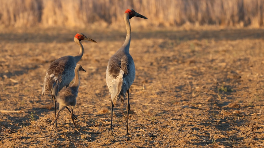 Three birs walking along a grassy patch of the wetlands
