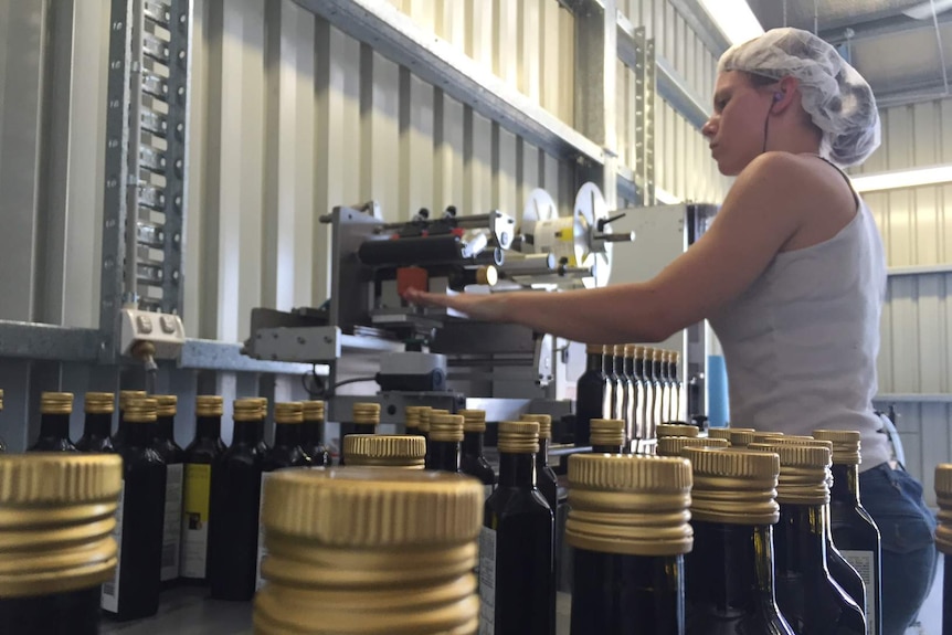 Olive oil bottles in front of a labelling machine operated by a backpacker worker