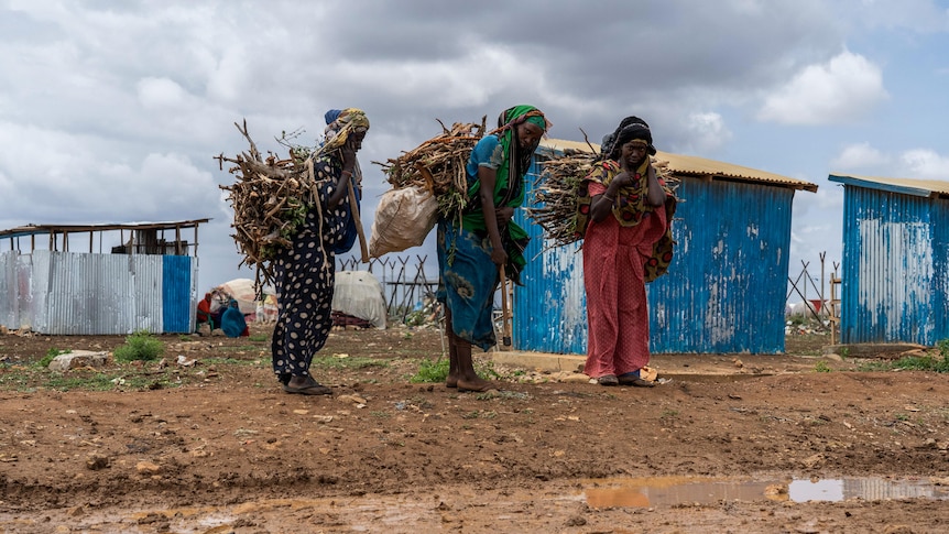 Somali women gathering sticks for shelter