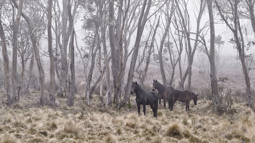 three wild horses stand under trees speckled with snow at barrington tops in nsw's hunter valley