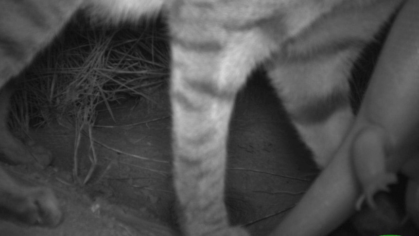 A night vision close up shot of a cat with skink in the scrub..