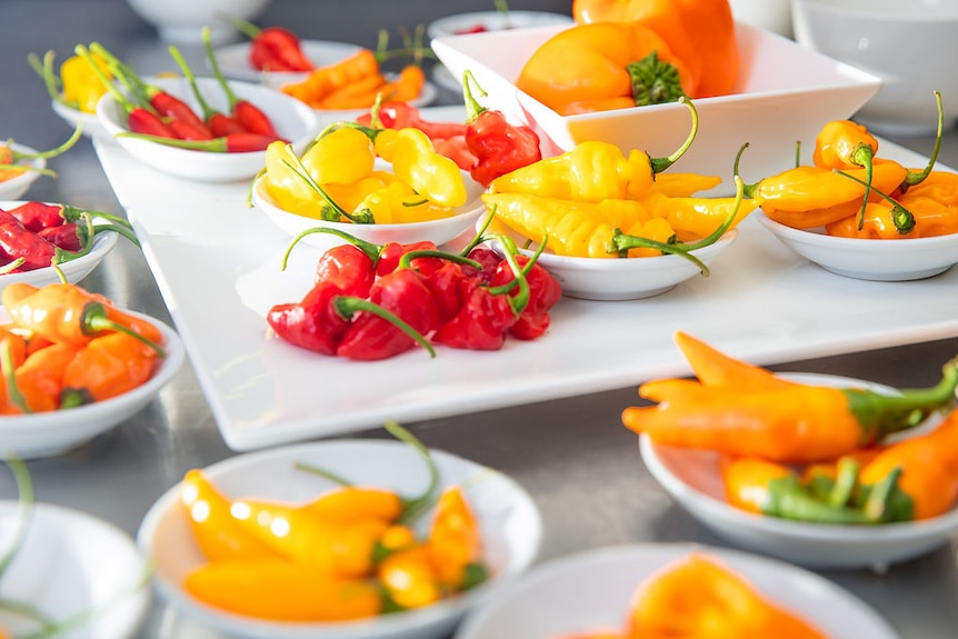 White plates and bowls each filled with different varieties of capsicums and chillies.