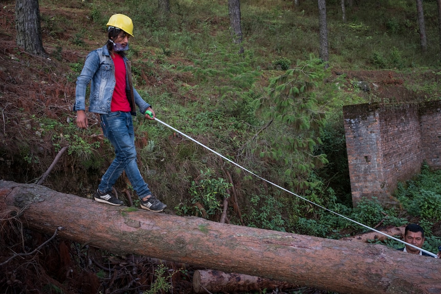 Man wearing hard hat walks measures felled tree