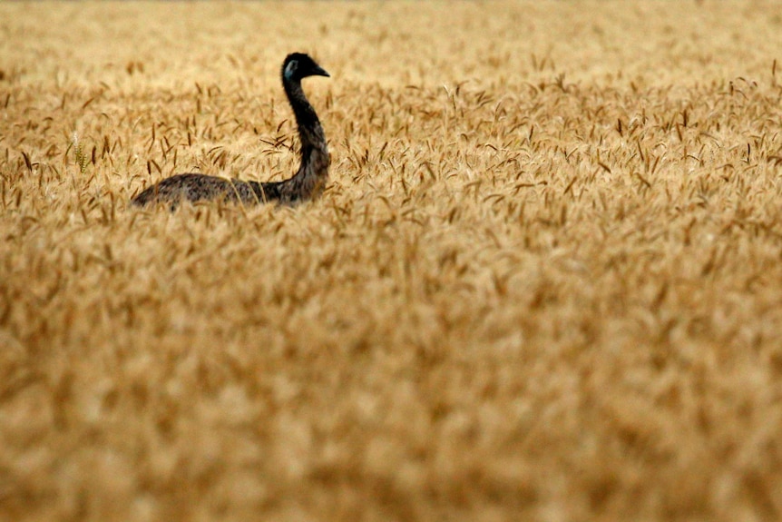 An emu makes its way through a wheat field.